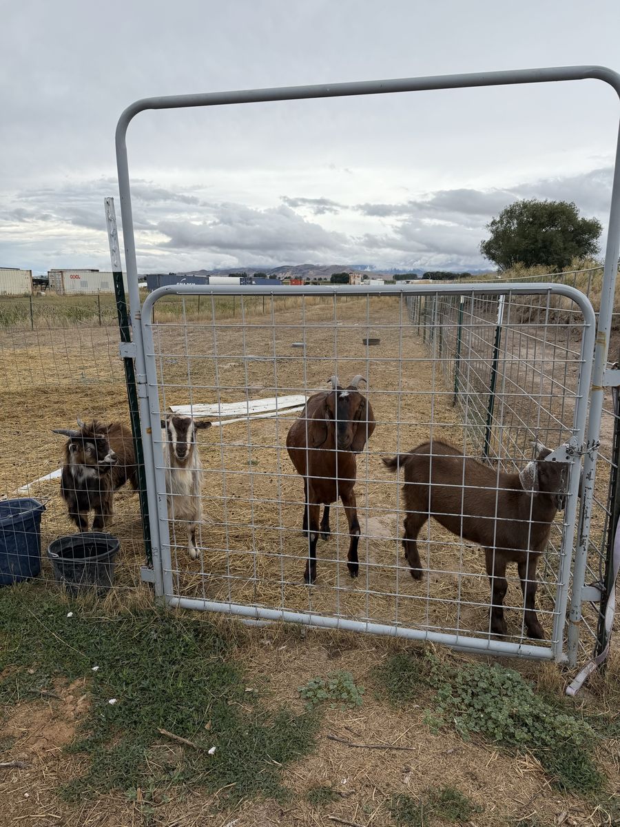 Goat herd 