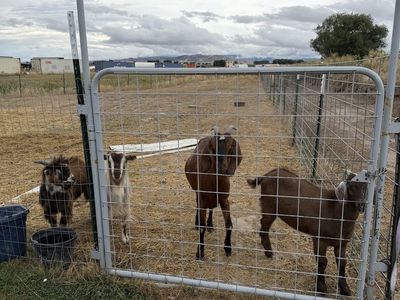 Goat herd