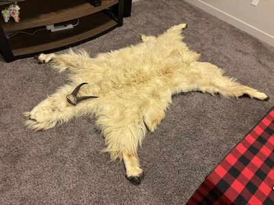 Alaskan Mnt Goat Hide OBO