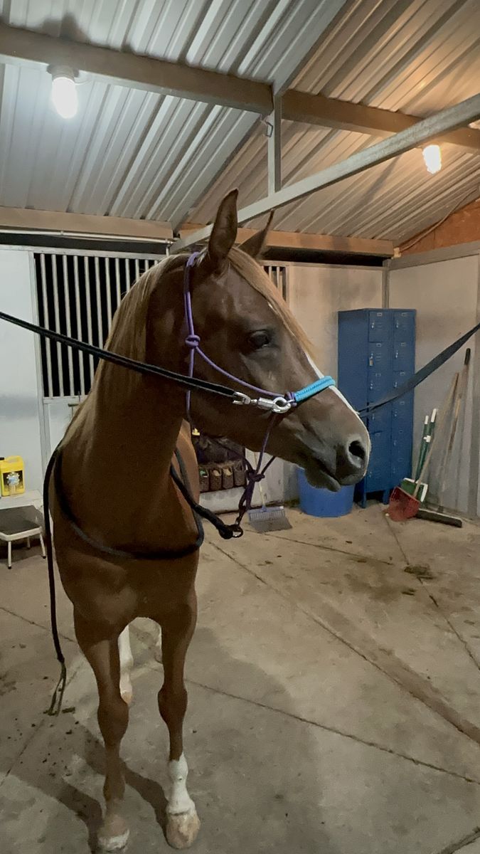 3 year old Arabian gelding