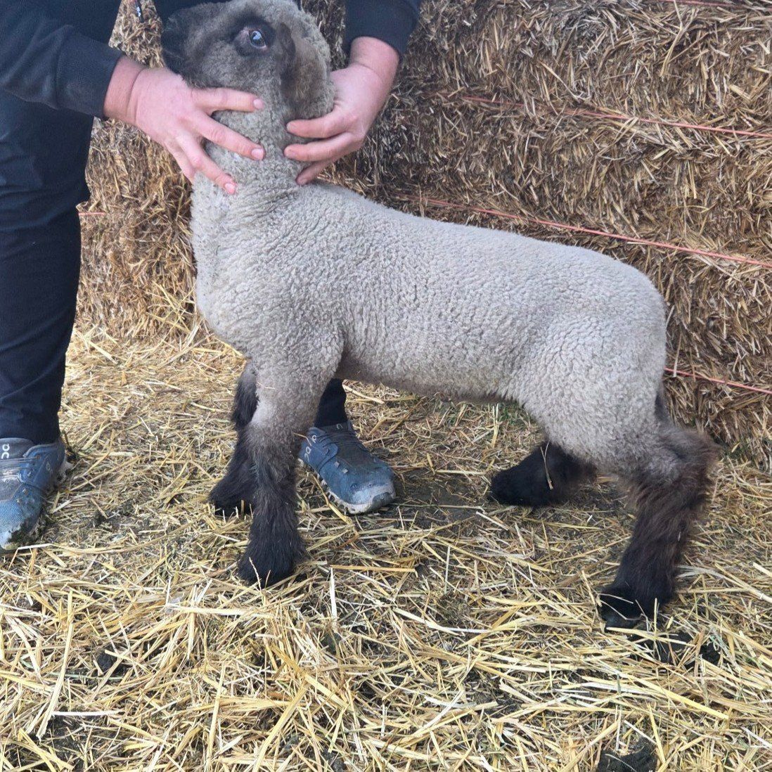 4h ewe lamb