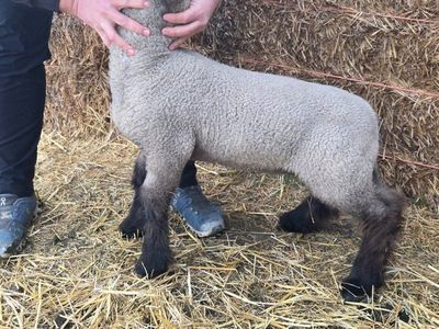 4h ewe lamb