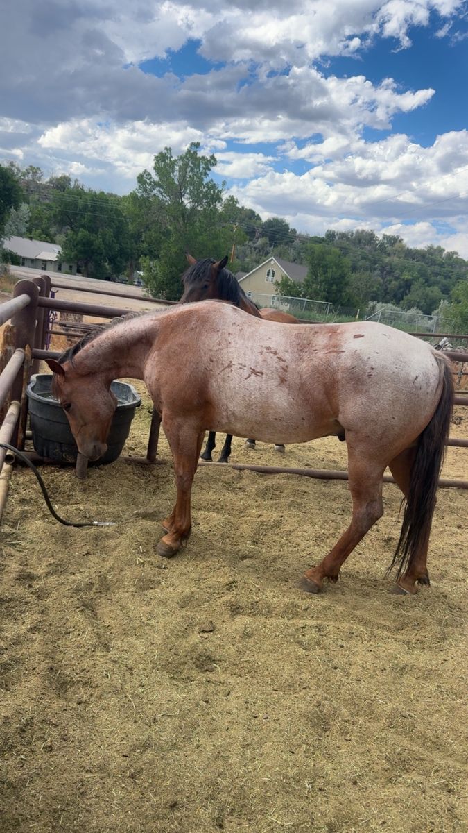 4 year old gelding