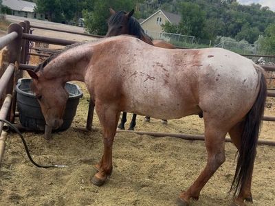 4 year old gelding