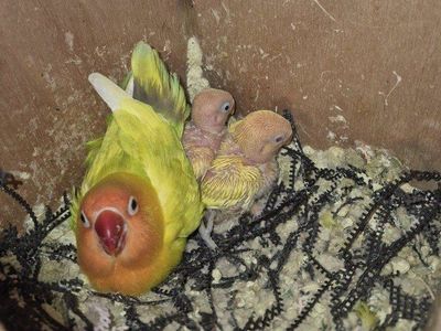lovebirds