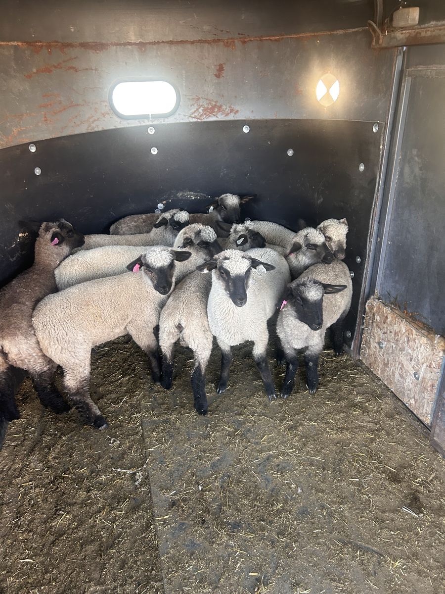 Hamp/ Suffolk lambs