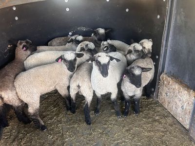 Hamp/ Suffolk lambs