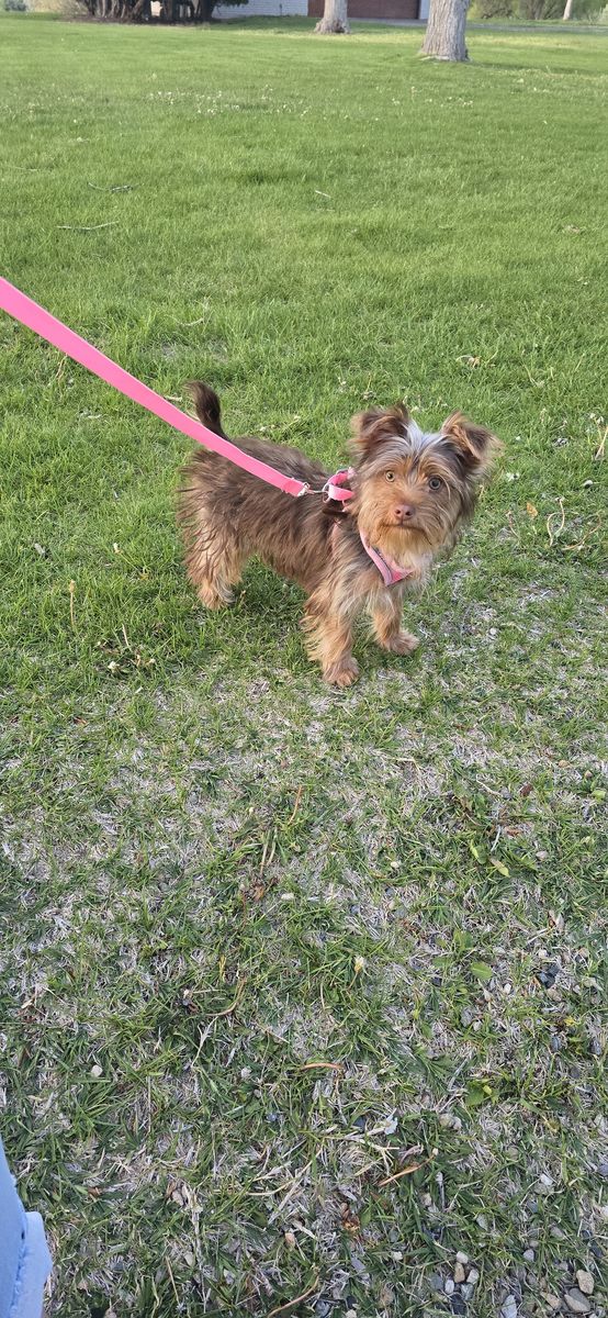 Chocolate yorkie yorkshire terrier