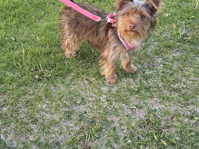 Chocolate yorkie yorkshire terrier