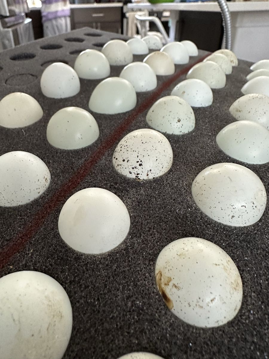Fresh Celadon Quail Hatching Eggs