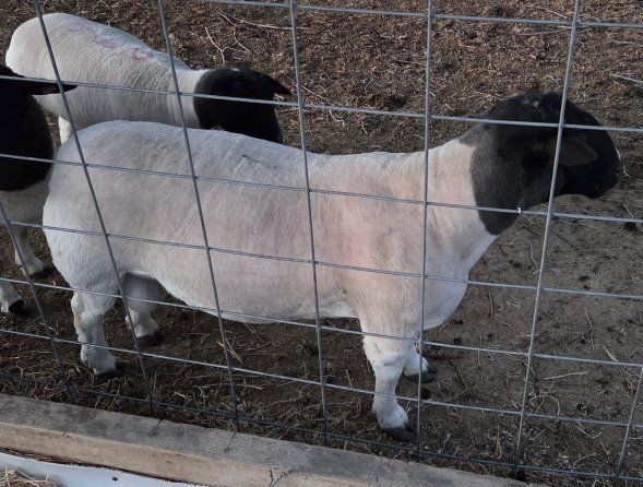 Registered Dorpers ram lambs