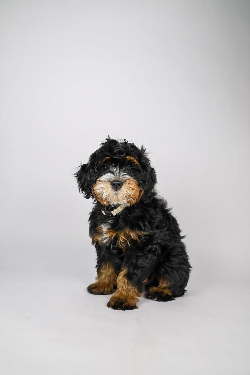 Adorable Mini Multigen Bernedoodles Puppies - 2 boys and 1 girl
