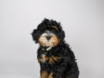 Adorable Mini Multigen Bernedoodles Puppies - 2 boys and 1 girl