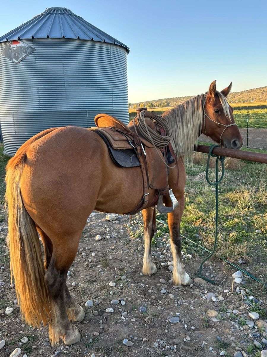 2 Nice Red Dun Mares