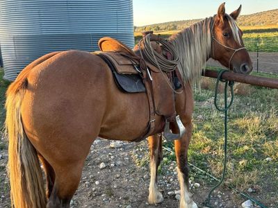 2 Nice Red Dun Mares