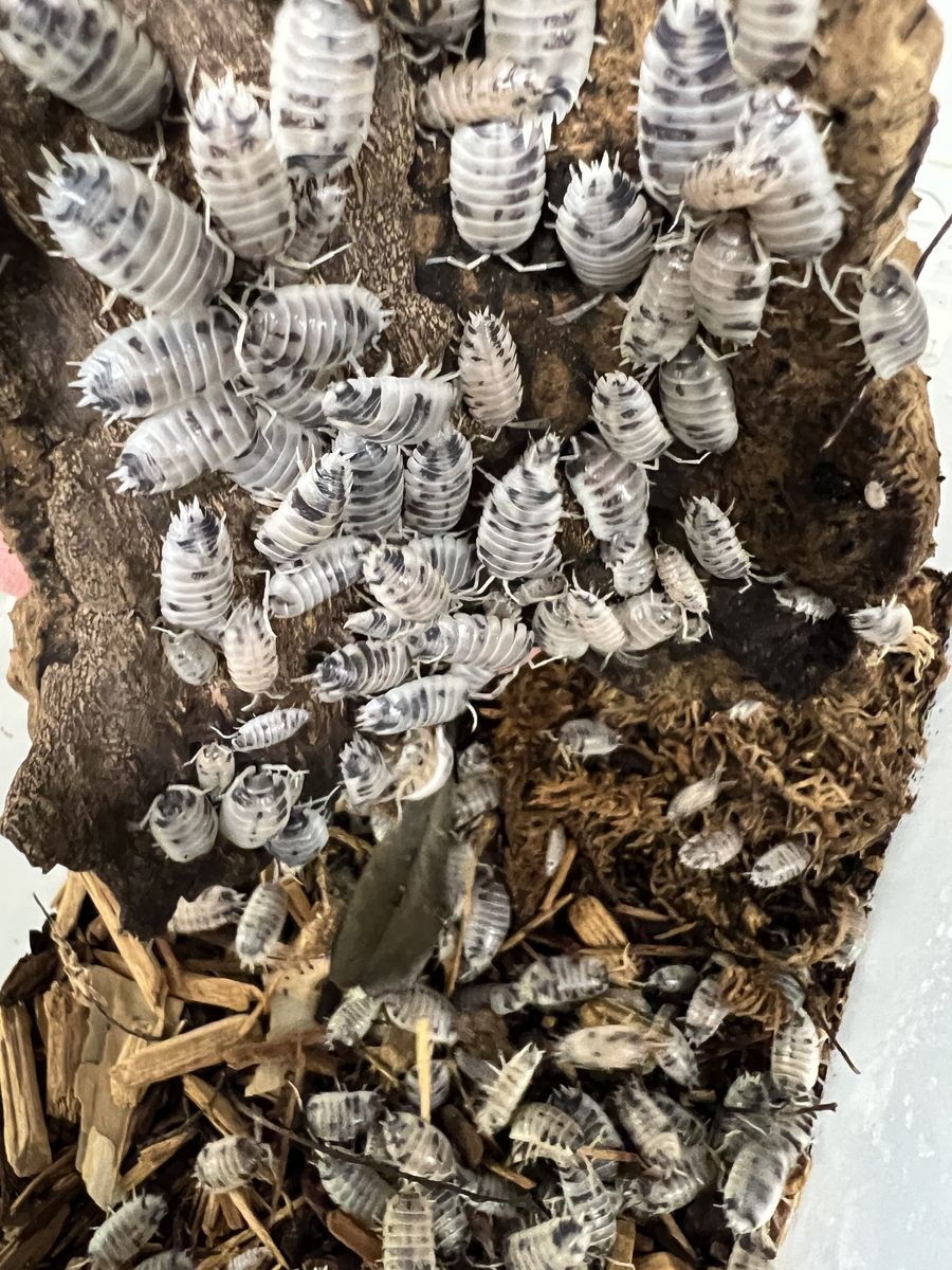 All Of My Dairy Cow Isopods