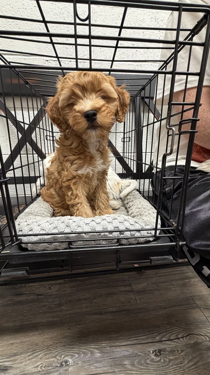 Perfect 9 week old crate trained mini Goldendoodle boy