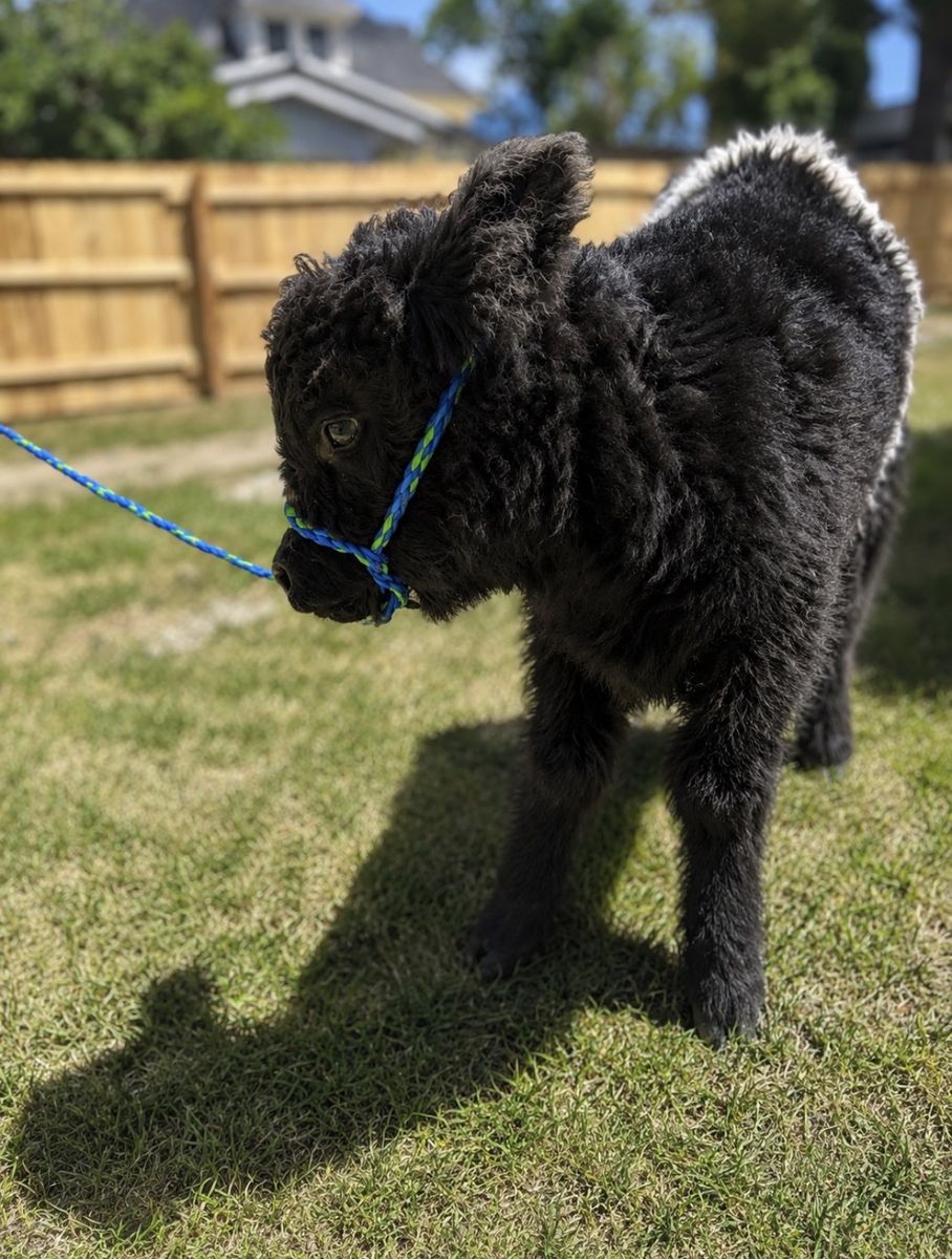 Mini highbelt. Highland/ beltie