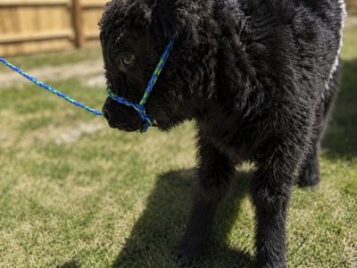 Mini highbelt. Highland/ beltie