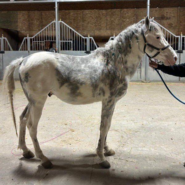 Chino (Costa Rica grade stallion)