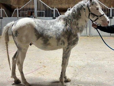 Chino (Costa Rica grade stallion)