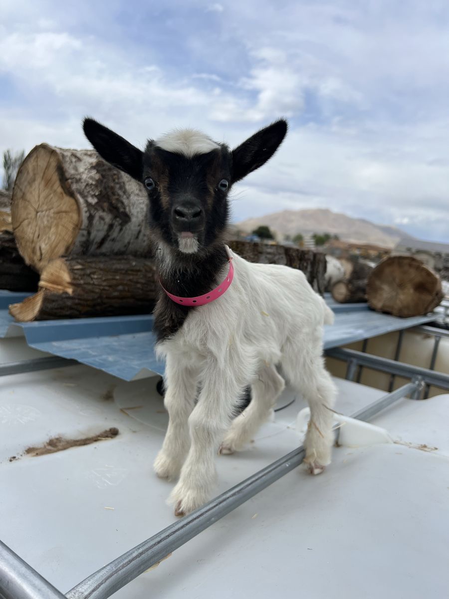 Blue Eyed Bottle Baby Doeling