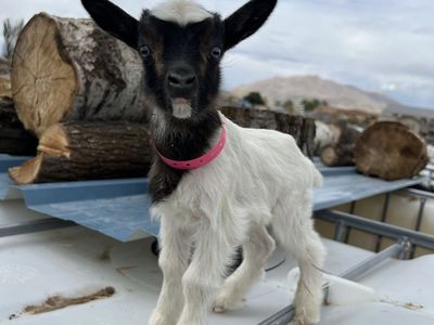 Blue Eyed Bottle Baby Doeling