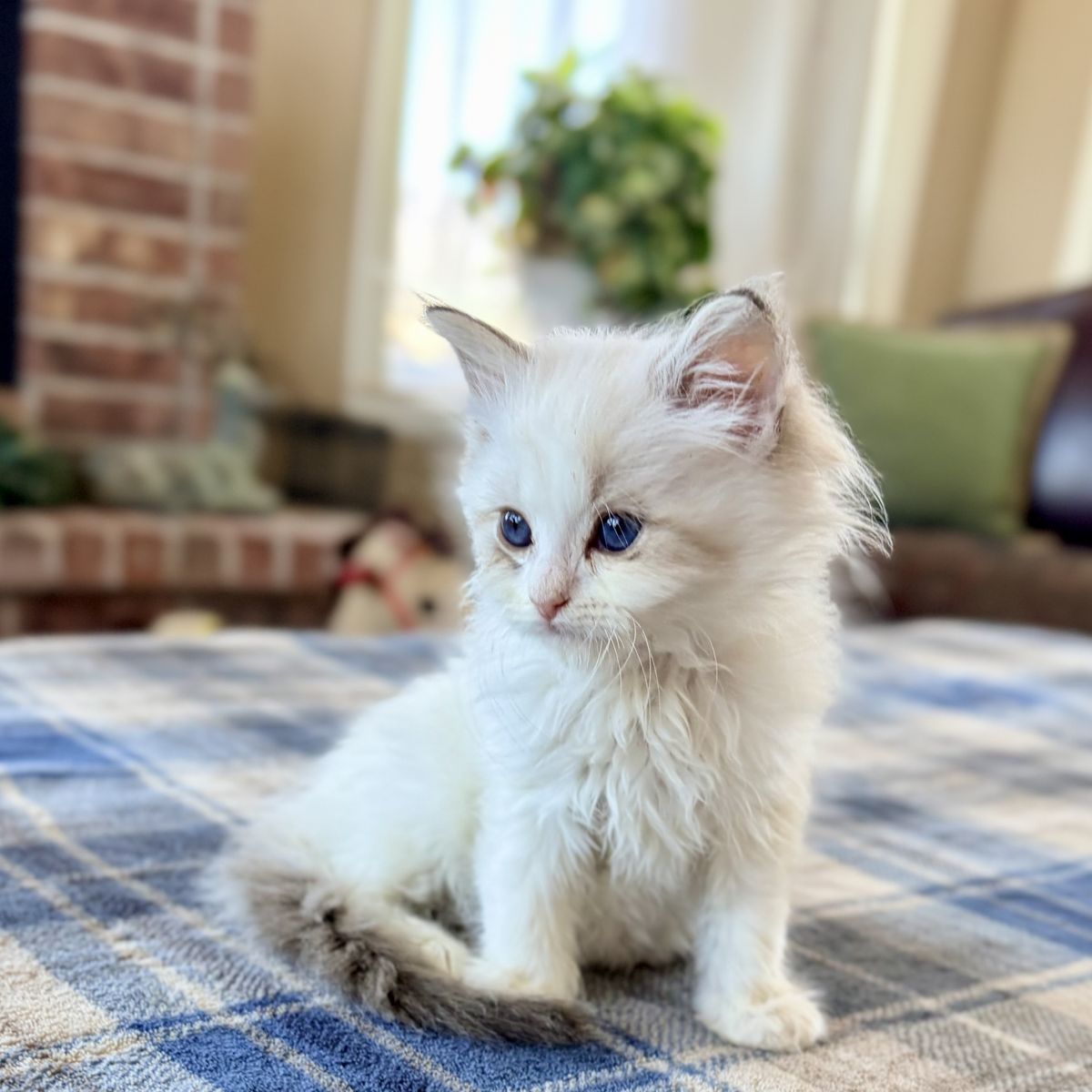 Gorgeous Ragdoll Kittens Ready Now