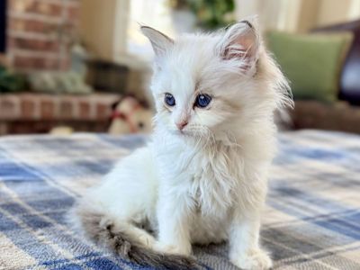 Gorgeous Ragdoll Kittens Ready Now