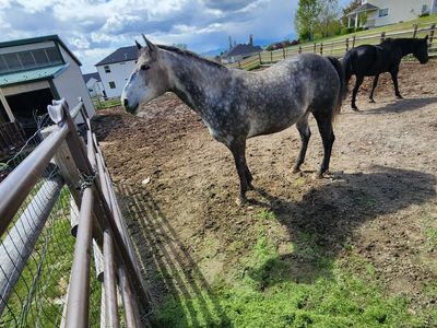 Quarter horse