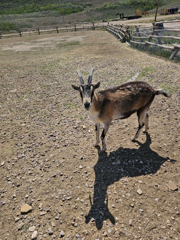 mix breeds of goats for sale