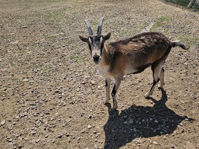 mix breeds of goats for sale