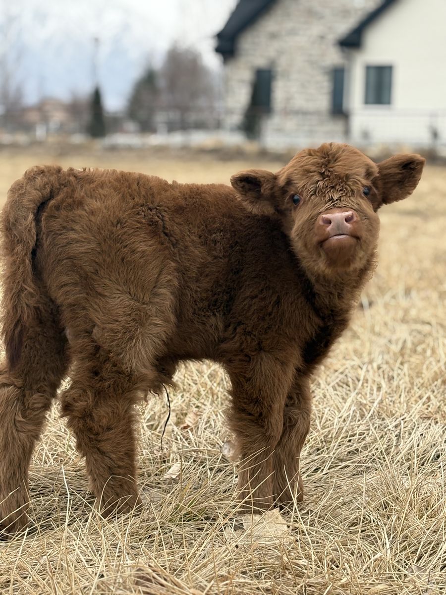 Mini/mid Highlander Bull