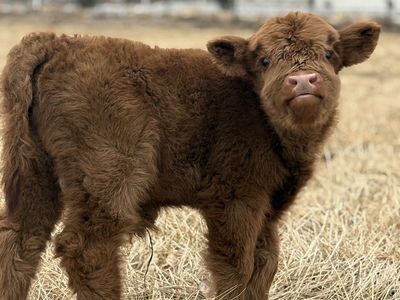 Mini/mid Highlander Bull