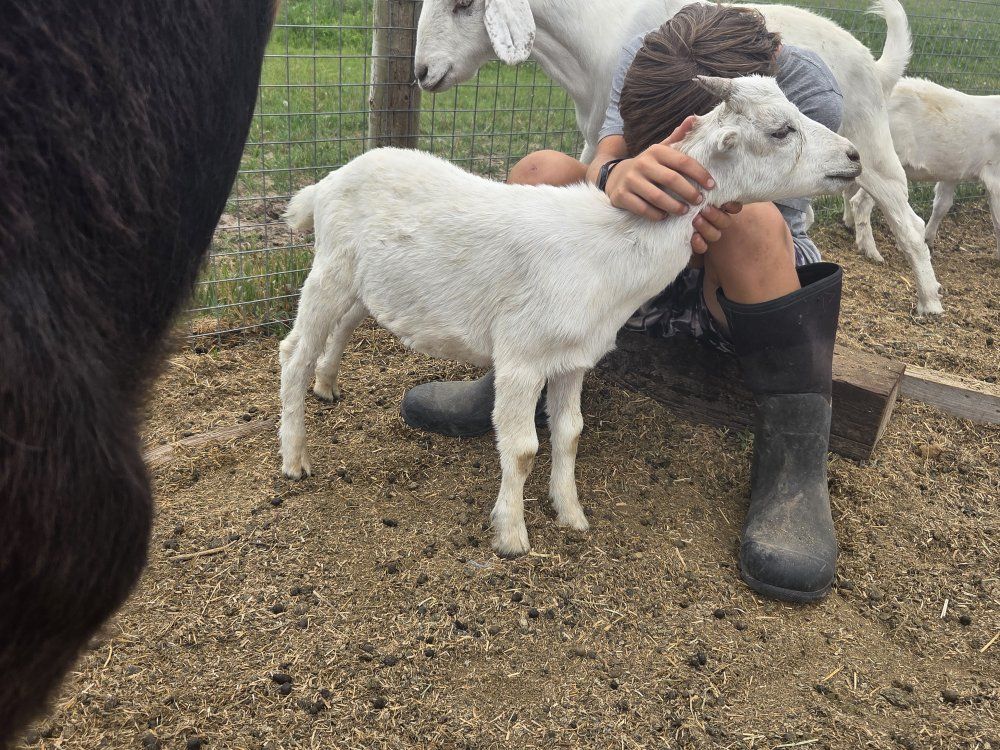 lamacha/savanna cross wethers