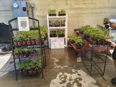 Tomato Plant Sale - Healthy Seedlings Ready for Your Garden (Many Varieties Available!)