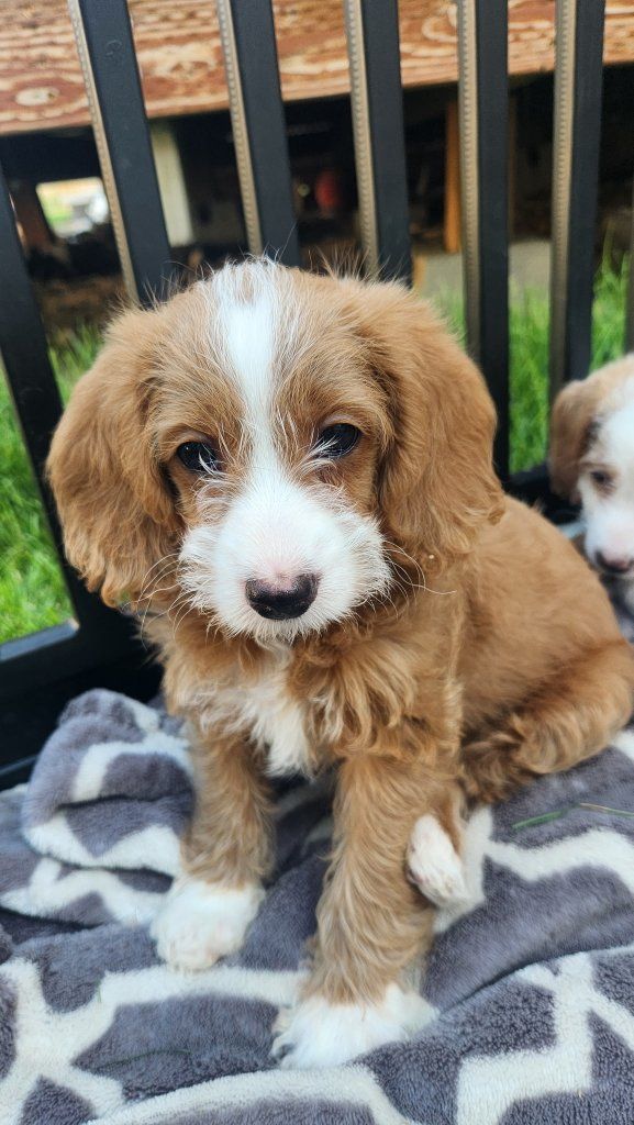 Mini poodle/beagle mix
