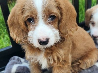 Mini poodle/beagle mix