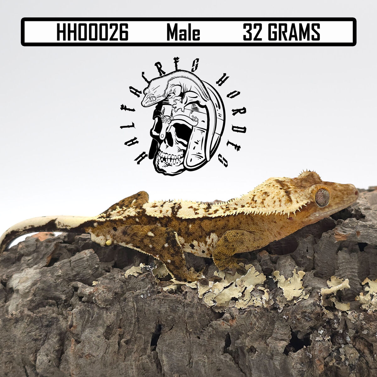 New Year sale 50% off listed price!!! Funky Yellow Tiger