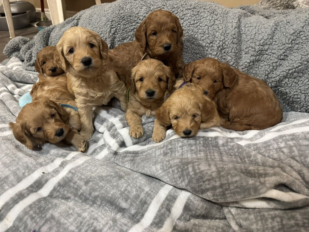 F1 Mini Golden Doodles