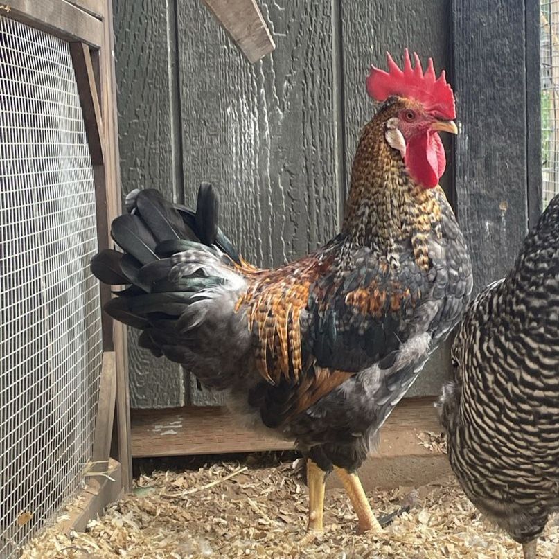 Young Cream Legbar Rooster
