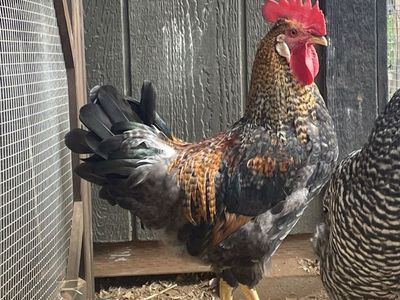 Young Cream Legbar Rooster