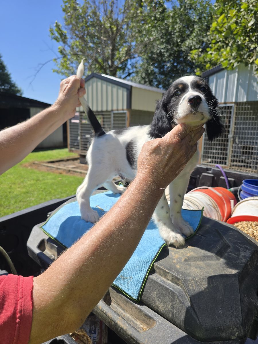 English setter male pups