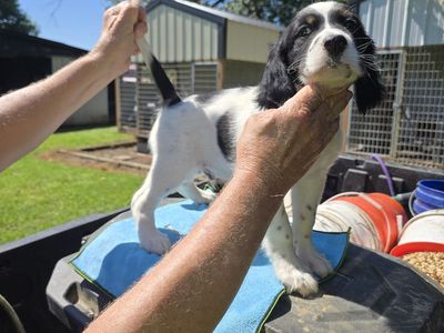 English setter male pups