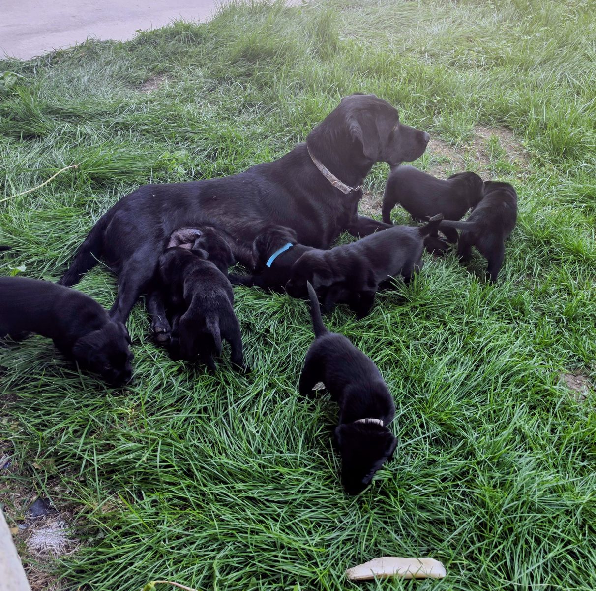Black lab puppies
