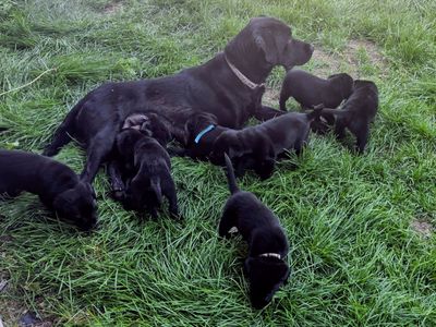 Black lab puppies