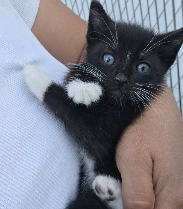 kittens for sale