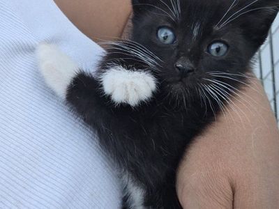 kittens for sale