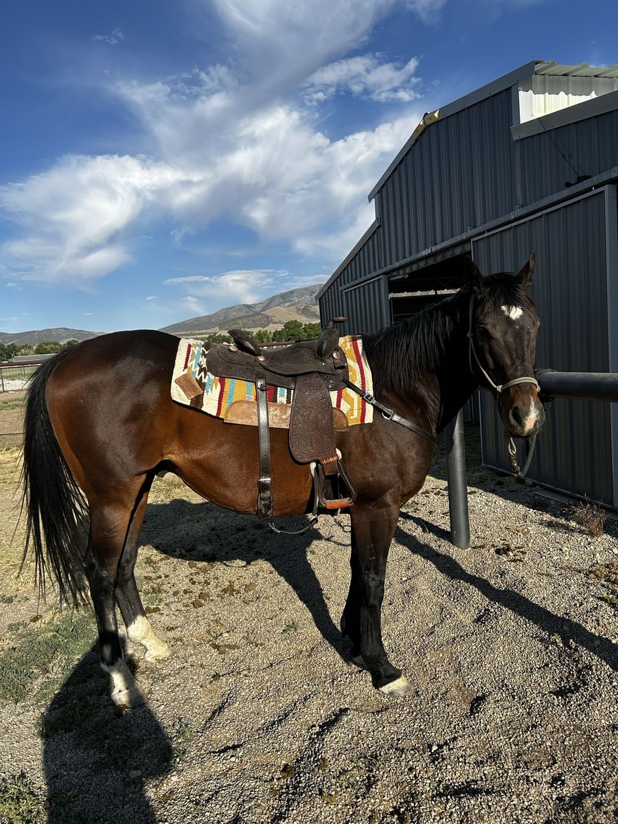 Sweet & Honest Thoroughbred Gelding - "Mo" (Archivego) - Rides Well, Needs Consistency