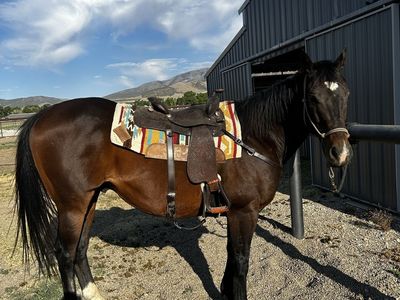 Sweet & Honest Thoroughbred Gelding - "Mo" (Archivego) - Rides Well, Needs Consistency